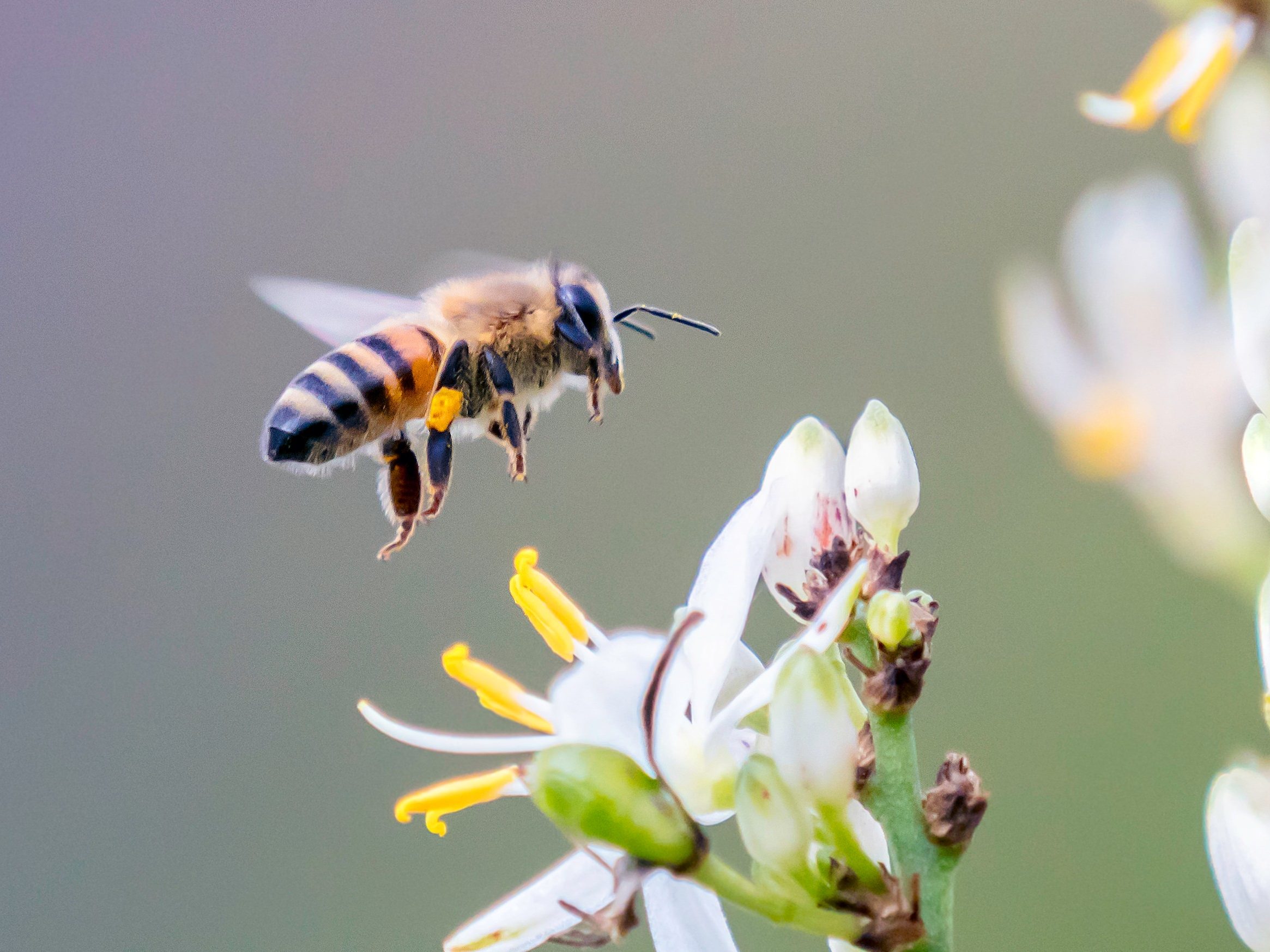 Close up of a flying bee pollinating a white flower from the plant Chlorophytum krookianum, otherwise known as "Hen and chickens", a South African indigenous plant.