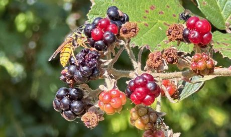 Biodiversitätsbegehnung Werk Hennersdorf