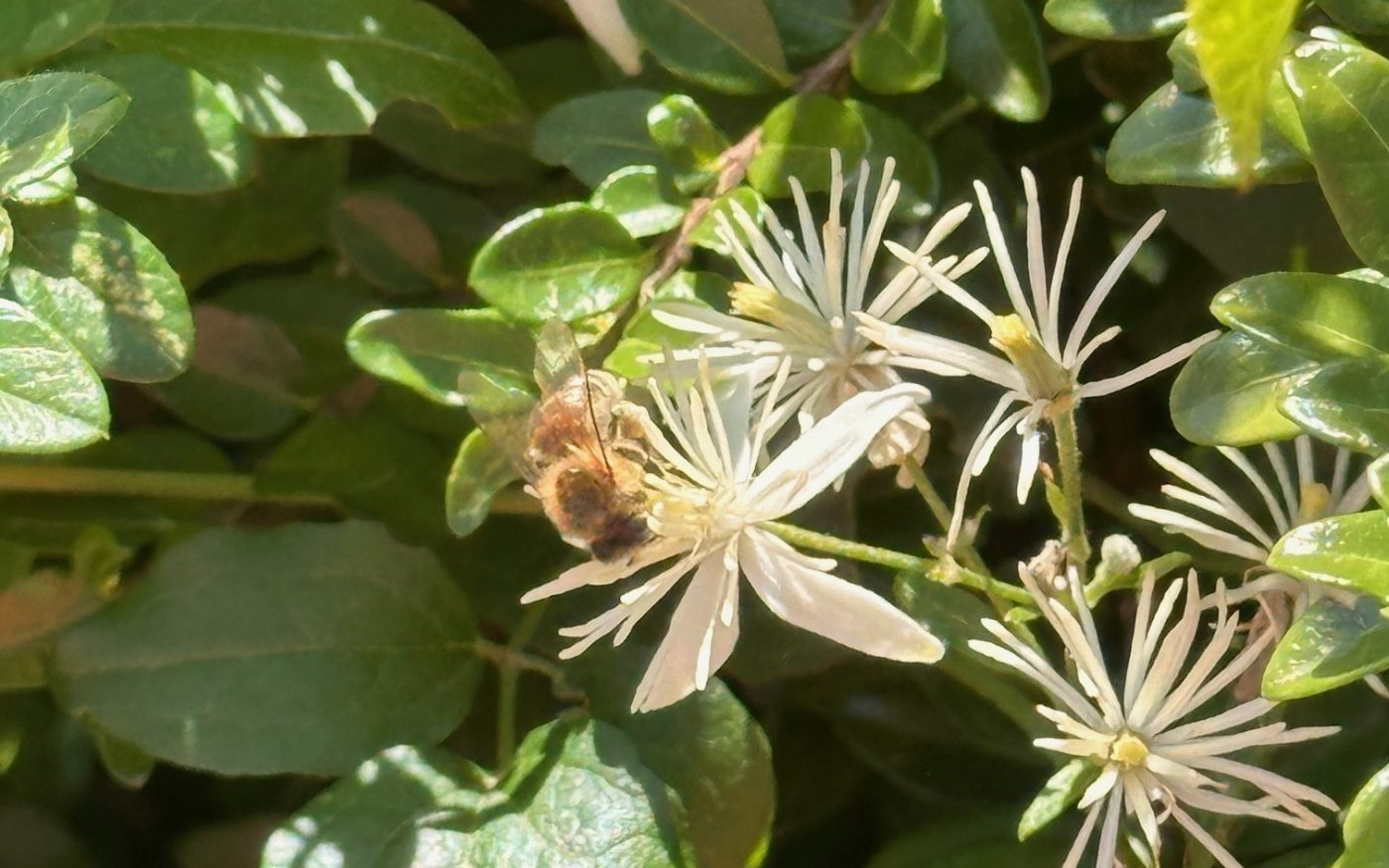 Biodiversitätsbegehnung Werk Hennersdorf