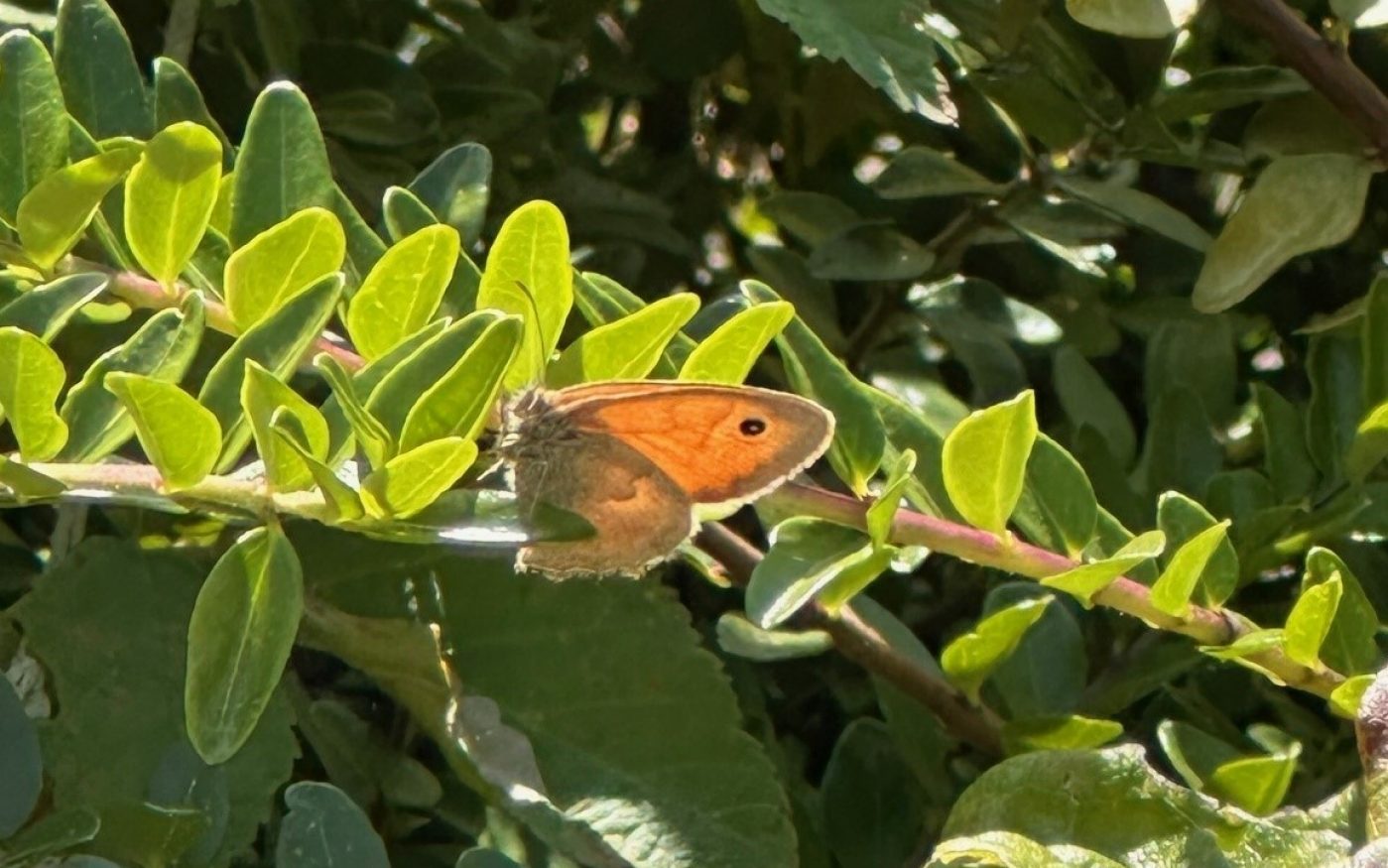 Biodiversitätsbegehnung Werk Hennersdorf