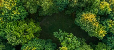 Aerial view of forest and hill