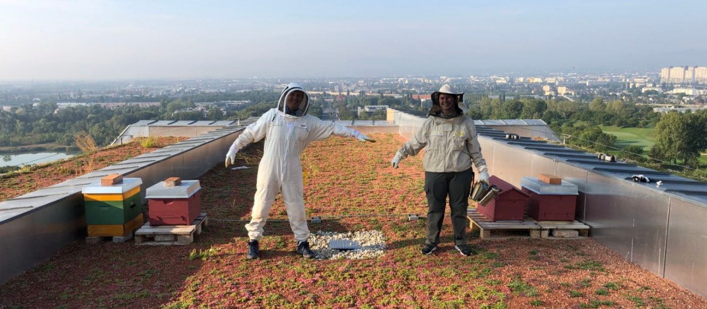 Bienen auf dem Firmendach: Wienerberger schafft neuen Lebensraum
